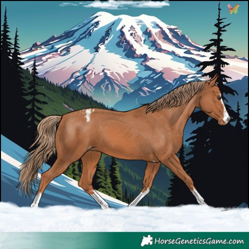Horse Color:Chestnut Appaloosa 