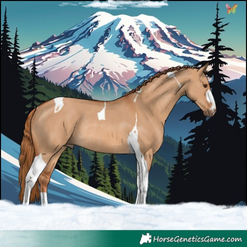 Horse Color:Red Dun Tobiano Rabicano 