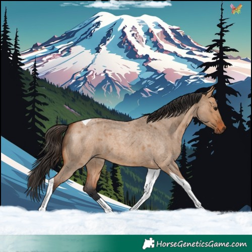 Horse Color:Bay Roan Dun Tobiano 