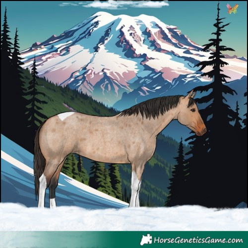 Horse Color:Bay Roan Dun Tobiano 