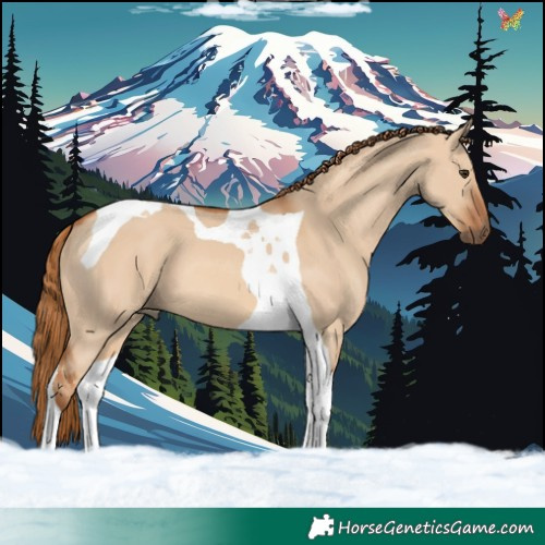 Horse Color:Red Dun Tobiano 