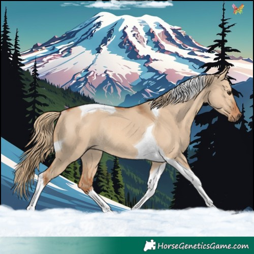 Horse Color:Red Dun Tobiano Rabicano 