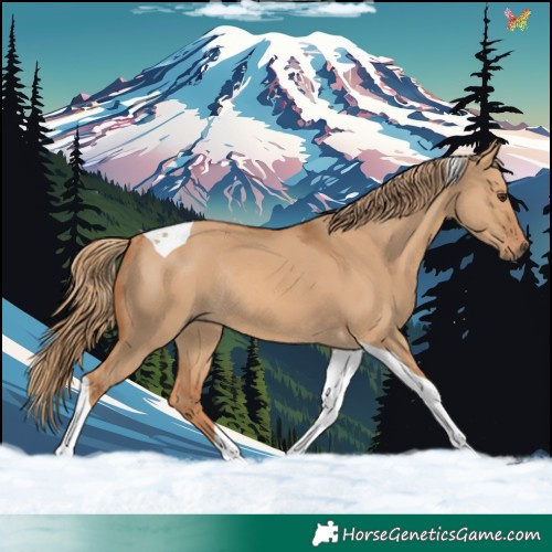 Horse Color:Red Dun Tobiano Rabicano 