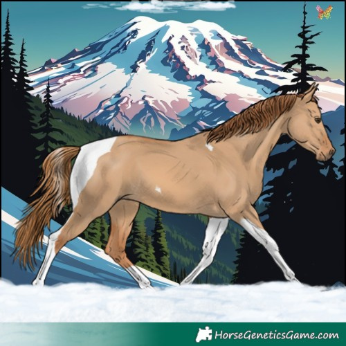 Horse Color:Red Dun Tobiano 