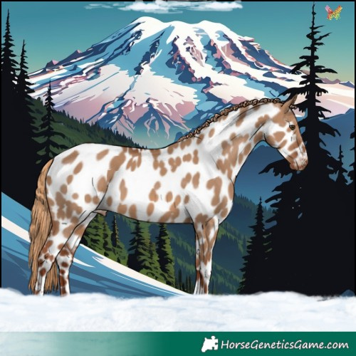 Horse Color:Red Dun Tobiano Appaloosa 