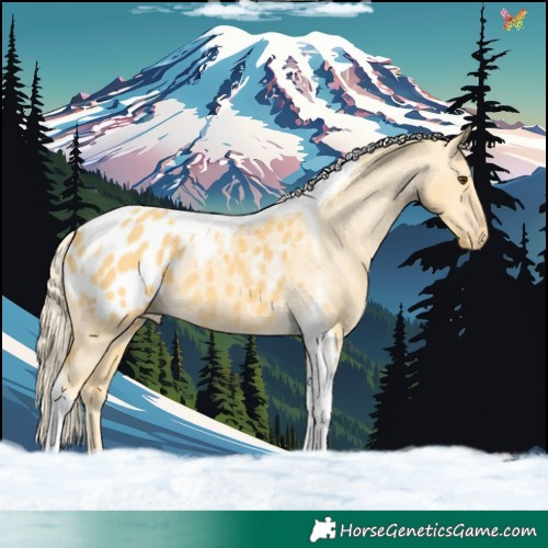 Horse Color:Palomino Dun Tobiano Appaloosa 