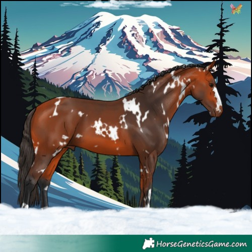 Horse Color:White Spotted Bay 