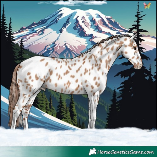 Horse Color:Red Dun Tobiano Appaloosa 
