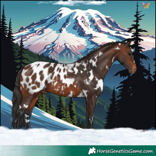 Horse Color:White Spotted Brown Appaloosa 