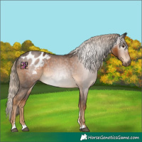 Horse Color:Gray Chocolate Palomino Blanket 