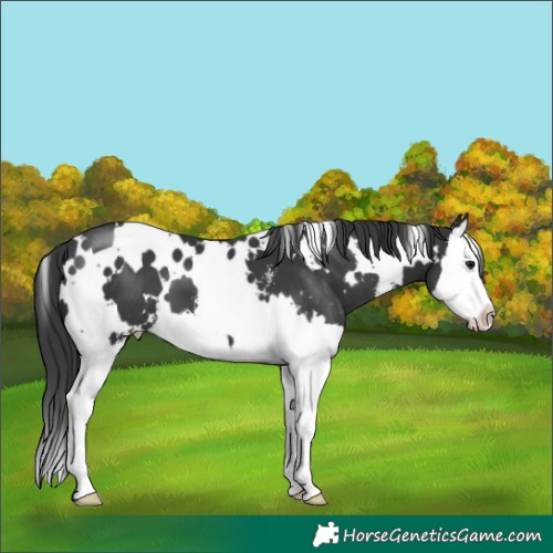 Horse Color:White Spotted Black Sabino Splash 