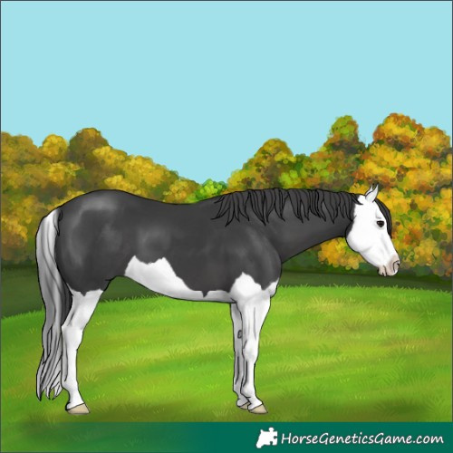 Horse Color:Black Splash 