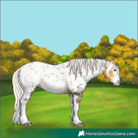 Horse Color:Silver Buckskin Sabino Splash Near Leopard Rabicano 