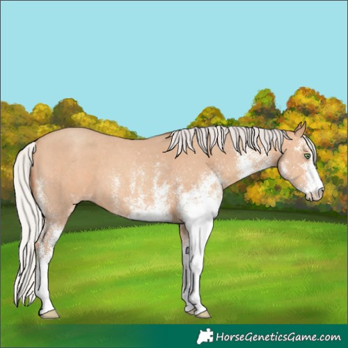Horse Color:White Spotted Silver Amber Champagne 