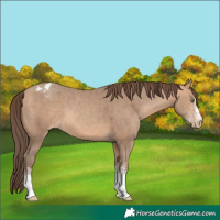 Horse Color:White Spotted Amber Champagne Blanket 