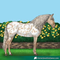 Horse Color:Chocolate Palomino Dun Appaloosa 