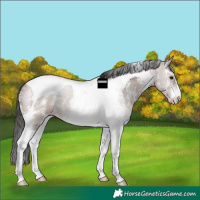 Horse Color:Brown Ice Sabino Tobiano