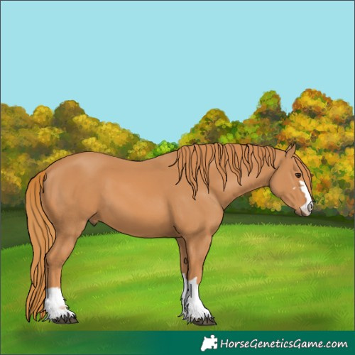 Horse Color:Chestnut 