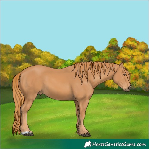 Horse Color:Chestnut 