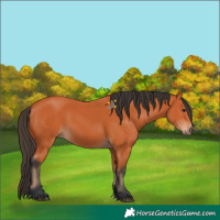 Horse Color:Bay 
