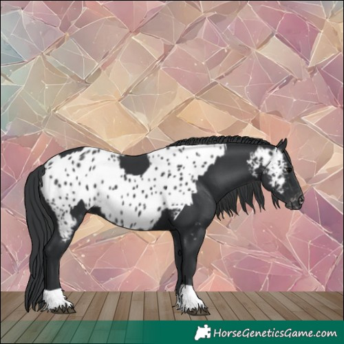 Horse Color:Black and Black Appaloosa