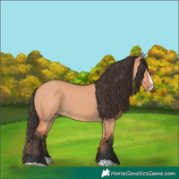 Horse Color:Bay Dun Splash 