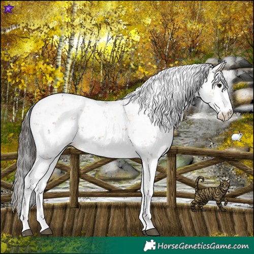 Horse Color:Bay Sabino 