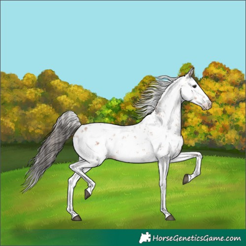 Horse Color:Bay Sabino 