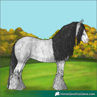 Horse Color:Blue Roan Sabino Splash and Blue Roan Sabino Splash