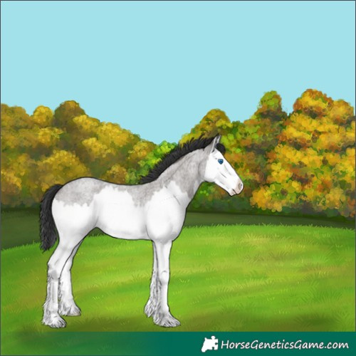 Horse Color:Grullo Roan Splash