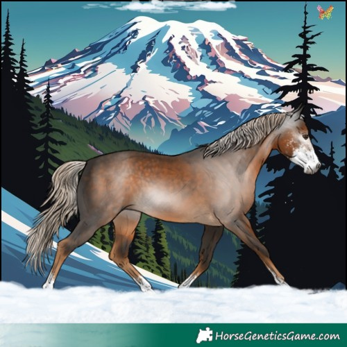 Horse Color:Gray Chocolate Palomino Sabino 