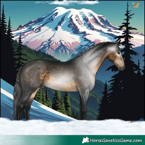 Horse Color:Gray Buckskin 