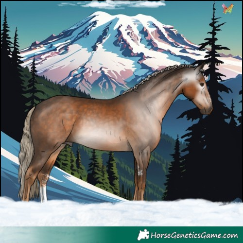 Horse Color:Gray Chocolate Palomino Sabino 