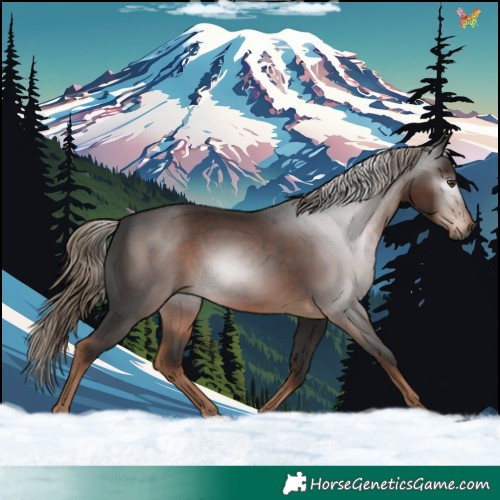 Horse Color:Gray Liver Chestnut Sabino 