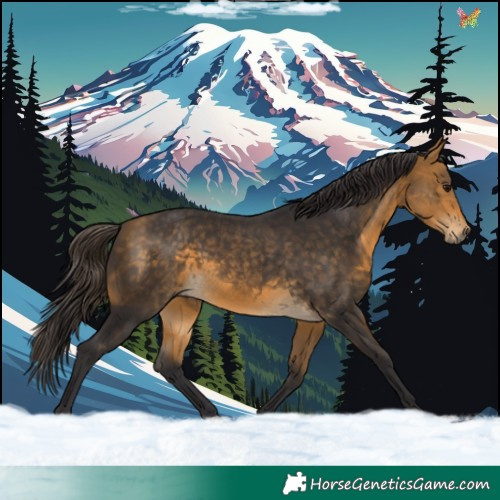 Horse Color:Buckskin 