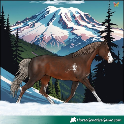 Horse Color:Liver Chestnut Sabino 