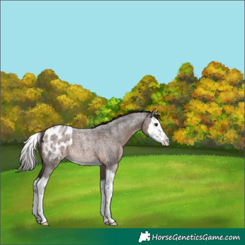 Horse Color:Liver Red Roan Splash Appaloosa 