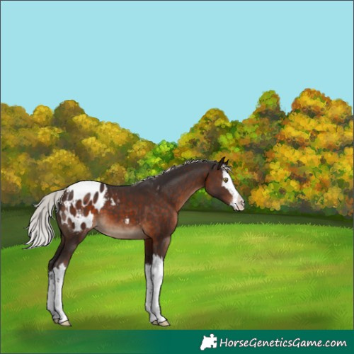 Horse Color:Silver Brown Splash Appaloosa 