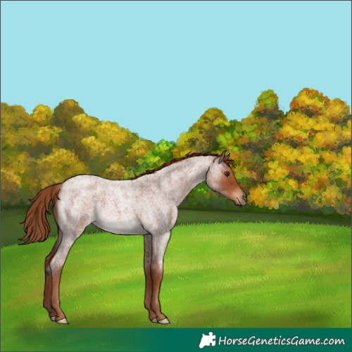 Horse Color:Red Roan 