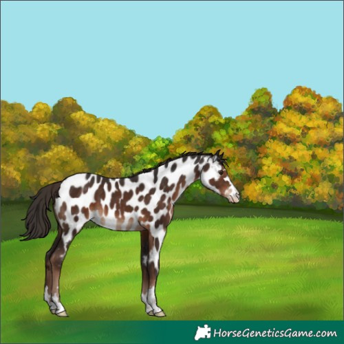 Horse Color:Liver Chestnut Appaloosa 