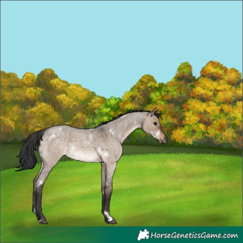Horse Color:White Spotted Brown Roan Dun Rabicano 
