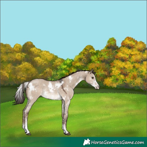 Horse Color:White Spotted Liver Red Dun Sabino Rabicano 
