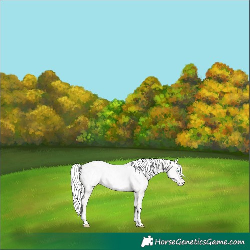 Horse Color:Cremello Blanket Rabicano