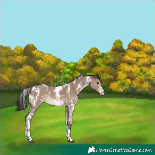 Horse Color:White Spotted Liver Red Dun Sabino Rabicano 