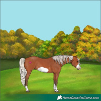 Horse Color:Silver Bay Sabino Frame Rabicano 
