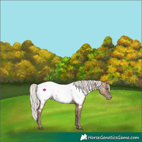 Horse Color:Silver Grullo Near Fewspot 