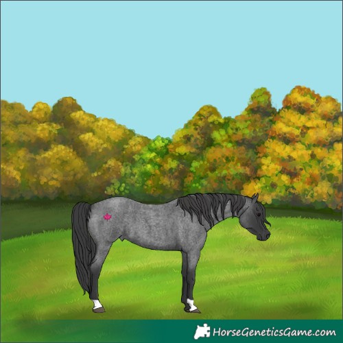 Horse Color:Blue Roan 