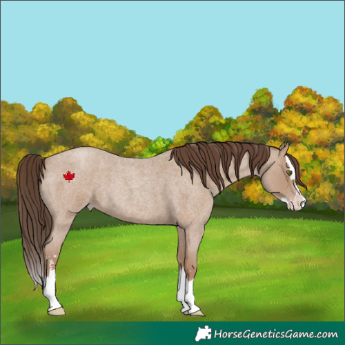 Horse Color:Classic Champagne Roan Sabino Splash 