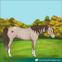 Horse Color:Classic Champagne Roan Sabino Splash