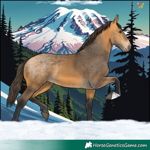 Horse Color:Buckskin 